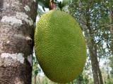 Chakka-Jack fruit by sahadk, photography->nature gallery