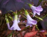 Oxalis Triangularis (Purple Shamrock) by sunny184, photography->flowers gallery