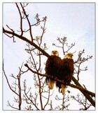 Togetherness by Starglow, photography->birds gallery
