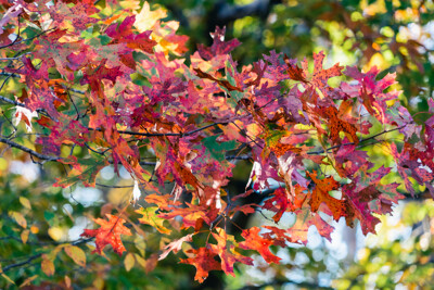 Click here to view at full resolution.