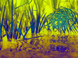In The Rushes by bfrank, Photography->Manipulation gallery