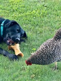 Eye on the Hen by tigger3, photography->pets gallery