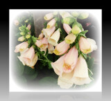 Blooms 4 Friday by Starglow, photography->flowers gallery