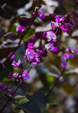 Purple Hyacinth Bean by Pistos, photography->flowers gallery