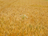 The countryside #4 by annie100, Photography->Nature gallery