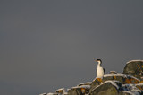 Shag by gpadgham, Photography->Birds gallery