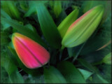 Tulips by LynEve, photography->flowers gallery