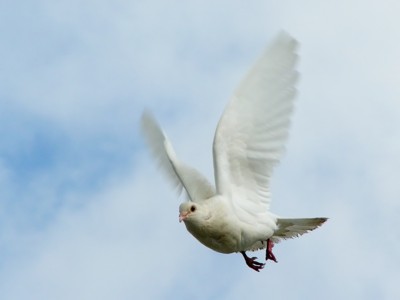 Click here to view at full resolution.