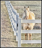 Friendly by Starglow, photography->animals gallery