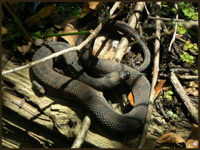 Click here to view at full resolution.
