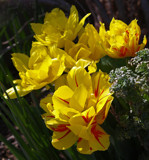 Yellows by LedsLens, Photography->Flowers gallery