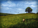 Girl in field by biffobear, photography->manipulation gallery