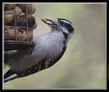 Woody Loves Peanuts by Jimbobedsel, photography->birds gallery