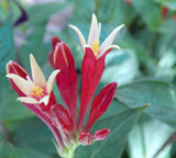 Spigelia by trixxie17, photography->flowers gallery