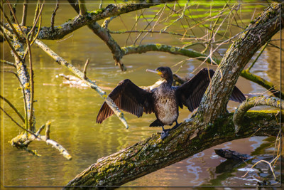 Click here to view at full resolution.