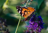 Butterfly on a Butterfly Bush by Pistos, photography->butterflies gallery