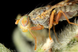 Small Fly by ryzst, photography->insects/spiders gallery