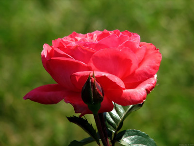 Click here to view at full resolution.