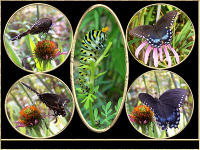 Click here to view at full resolution.