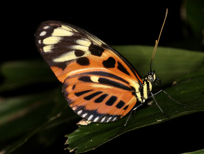 Click here to view at full resolution.
