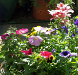 Summer is Here by gizmo1, Photography->Flowers gallery