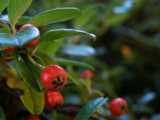 Berries in Focus by aeni, Photography->Nature gallery