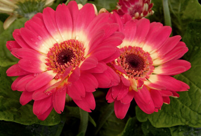 Click here to view at full resolution.