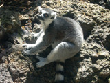 Ringed-tail Lemur by Gary1592, Photography->Animals gallery