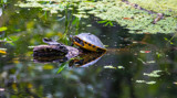 Turtle on a Log in a Bog by Pistos, photography->reptiles/amphibians gallery