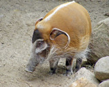Ele-Pig by Ramad, Photography->Animals gallery