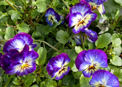 Click here to view at full resolution.