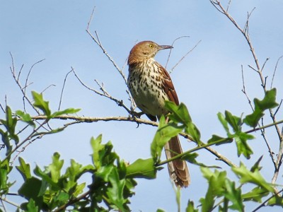 Click here to view at full resolution.