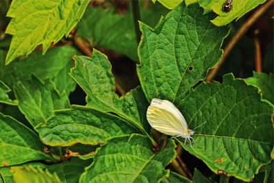 Click here to view at full resolution.