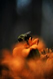 Macro Bee by JayMxPhotography, photography->macro gallery