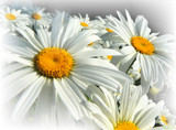 Shasta Daisies - Leucanthemum by LynEve, photography->flowers gallery