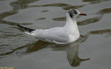 Larus ridibundus by gonedigital, Photography->Birds gallery