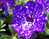 Night Skies Petunia by trixxie17, photography->flowers gallery