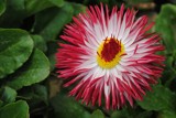 Gerberas - Red-White by elektronist, photography->flowers gallery