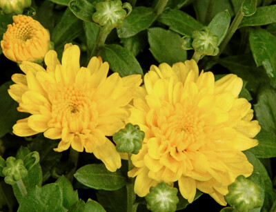 Click here to view at full resolution.