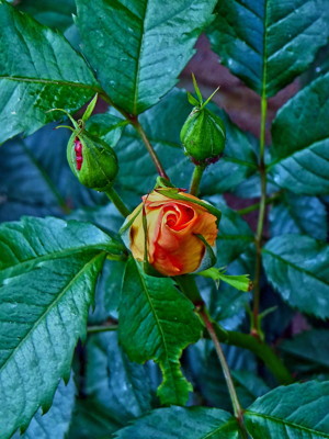 Click here to view at full resolution.