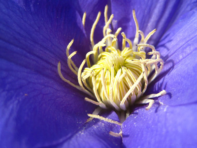 Midday Sun by ImmortalSun, Photography->Macro gallery