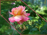 Another pretty rose by aiced, Photography->Flowers gallery