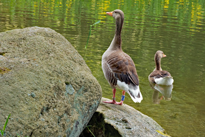 Click here to view at full resolution.