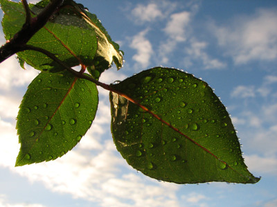 Click here to view at full resolution.