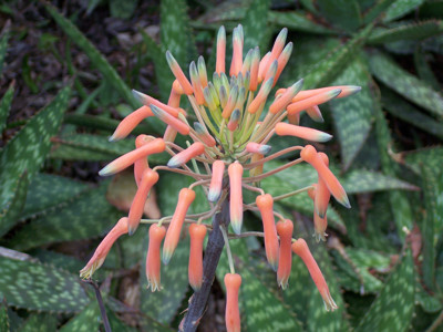 Click here to view at full resolution.