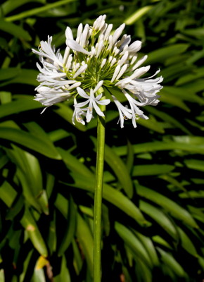 Click here to view at full resolution.