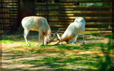 Goat fight by kanapon, Photography->Animals gallery