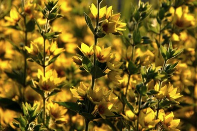 Click here to view at full resolution.