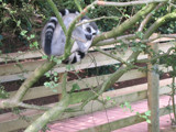 lemur by elwopo, Photography->Animals gallery
