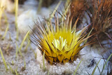Cactus Bloom by Rahjure, photography->flowers gallery